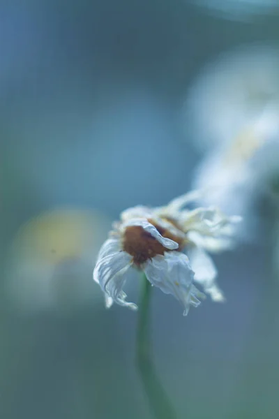 Dry chamomile sunny photo — Stock Photo, Image