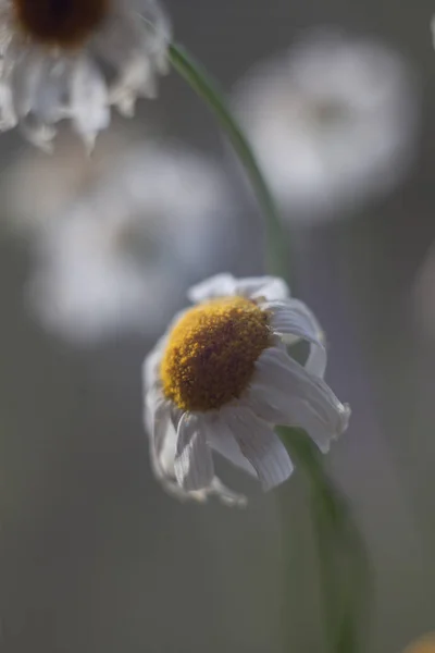Kuru papatya güneşli fotoğraf