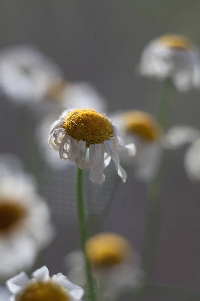 Kuru papatya güneşli fotoğraf
