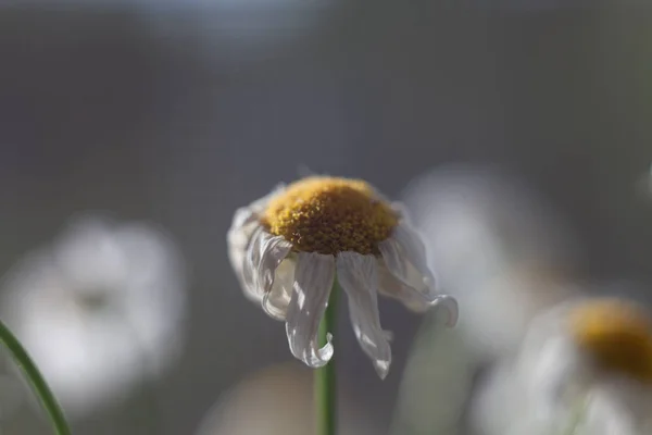 Kuru papatya güneşli fotoğraf