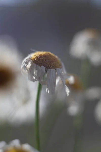 Kuru papatya güneşli fotoğraf
