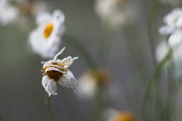 Kuru papatya güneşli fotoğraf