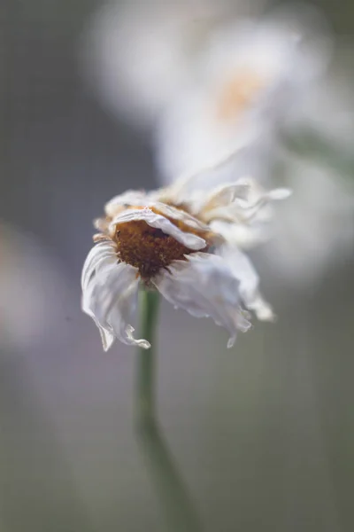 Kuru papatya güneşli fotoğraf