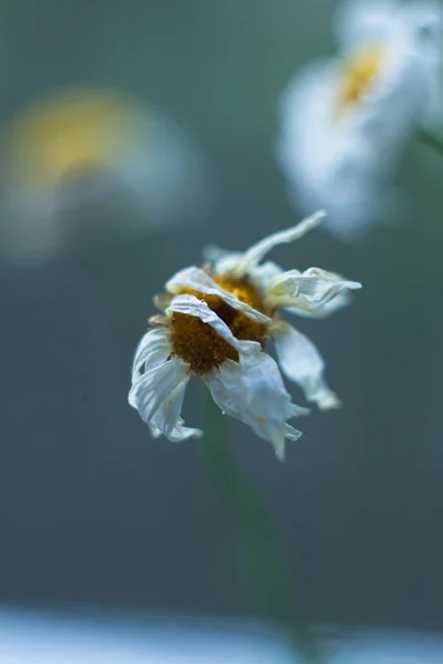 干燥洋甘菊阳光明媚的照片 — 图库照片