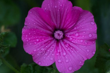 Yağmur damlaları yaz çiçek