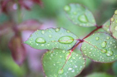 Yağmur damlaları yaz çiçek