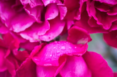 Yağmur damlaları yaz çiçek