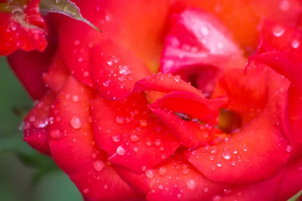 Sommerblume in Regentropfen — Stockfoto