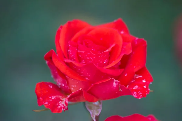 Yağmur damlaları yaz çiçek