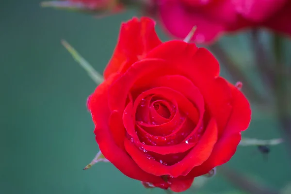 Yağmur damlaları yaz çiçek