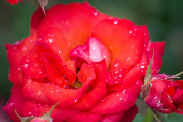 Yağmur damlaları yaz çiçek