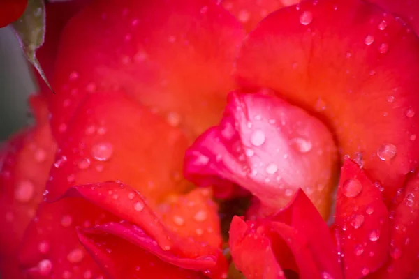 Yağmur damlaları yaz çiçek