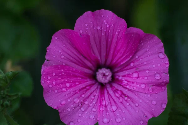 Yağmur damlaları yaz çiçek