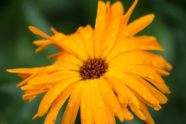 Yağmur damlaları yaz çiçek