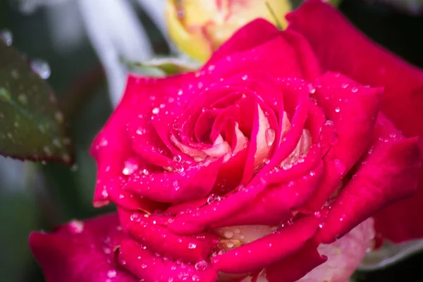 Yağmur damlaları yaz çiçek