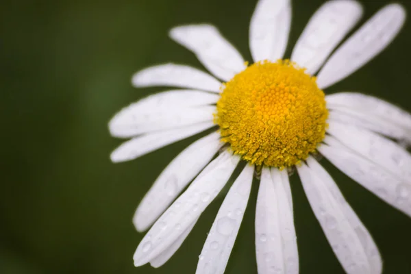 Yağmur damlaları yaz çiçek