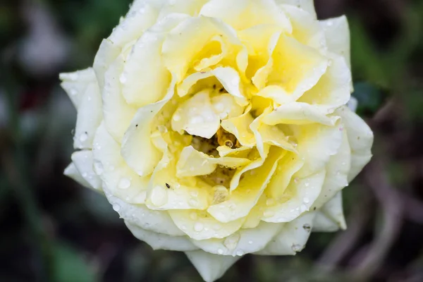 Yağmur damlaları yaz çiçek