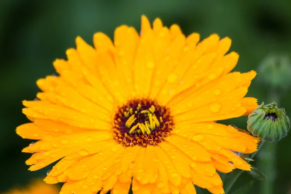 Yağmur damlaları yaz çiçek