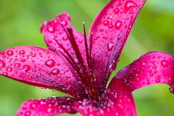 Yağmur damlaları yaz çiçek