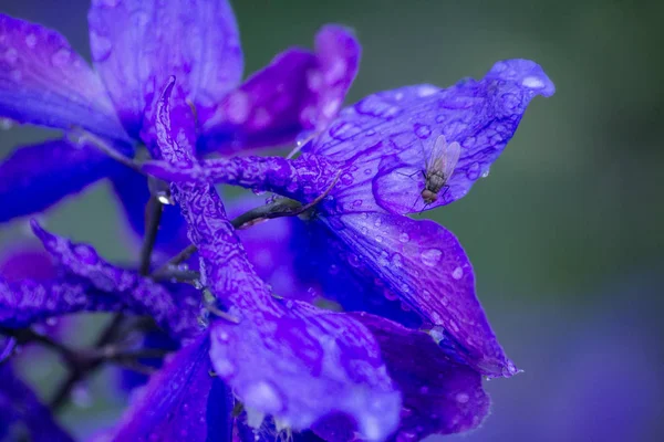 Yağmur damlaları yaz çiçek