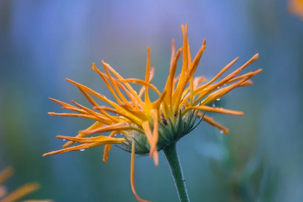 Yağmur damlaları yaz çiçek
