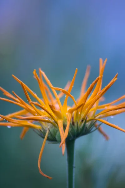 Yağmur damlaları yaz çiçek