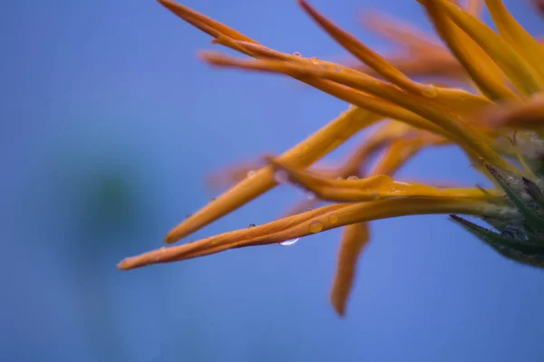 Yağmur damlaları yaz çiçek