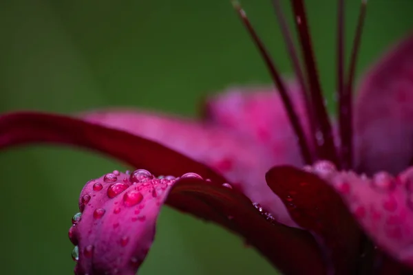 Yağmur damlaları yaz çiçek