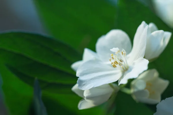 Yasemin çiçekleri fotoğraf