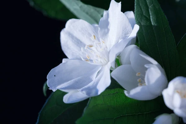 Yasemin çiçekleri fotoğraf