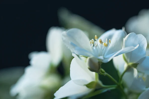 Yasemin çiçekleri fotoğraf