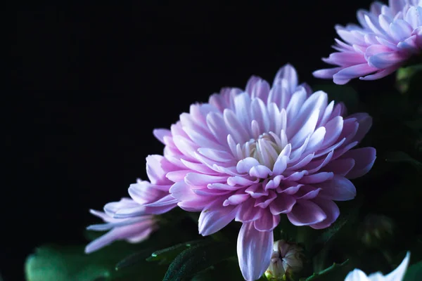 Krizantem makro fotoğraf siyah