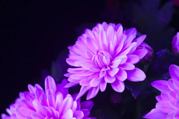 Krizantem makro fotoğraf siyah