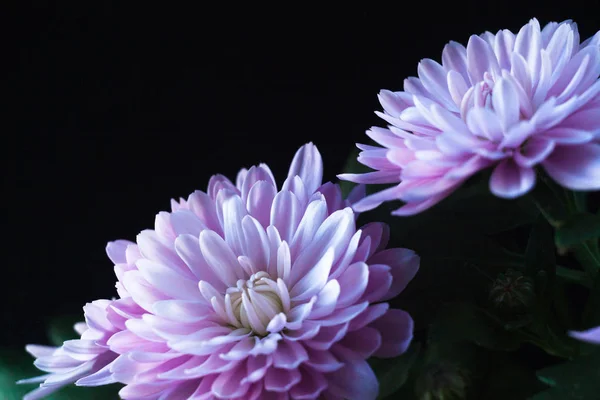 Krizantem makro fotoğraf siyah