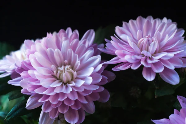 Krizantem makro fotoğraf siyah