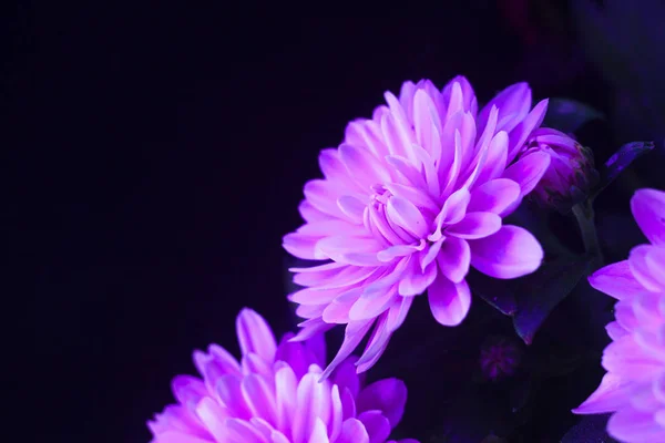 Krizantem makro fotoğraf siyah