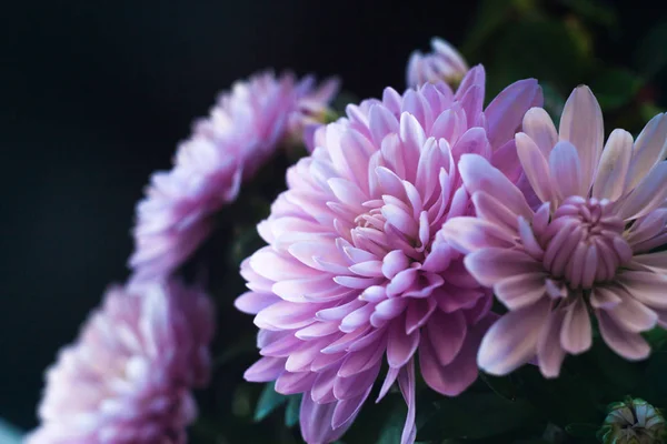 Krizantem makro fotoğraf siyah