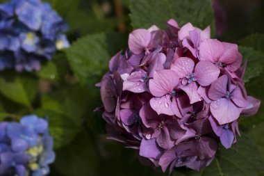 Beautiful blooming hydrangea flower purple and blue. clipart