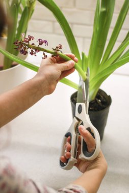Saksılı bitki. Budama yaprak. Yakın çekim el yaprakları kesti. Ev bitkilerin bakımı. Bahçede ev iç kavramı. Bahçe. Ev bitkilerin Bakımı.