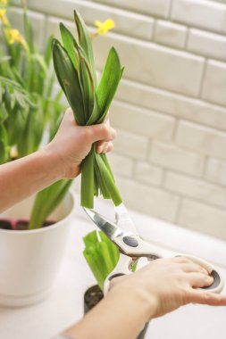 Saksılı bitki. Budama yaprak. Yakın çekim el yaprakları kesti. Ev bitkilerin bakımı. Bahçede ev iç kavramı. Bahçe. Ev bitkilerin Bakımı.