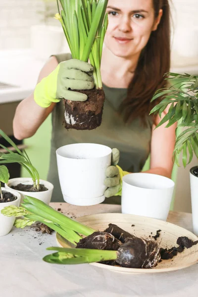 Woman gardener with plants in the room. Transplants flowers into pots.The concept of home interior in the garden. Care of home plants.   Women\'s hands planted flowers at home. Gardening