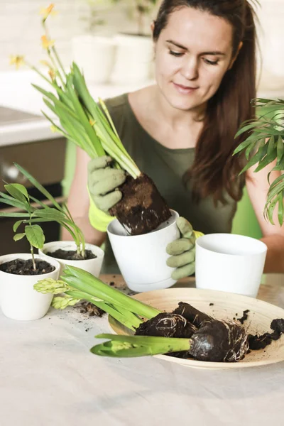 Mujer Jardinero Con Plantas Habitación Trasplanta Flores Macetas Concepto Hogar — Foto de Stock