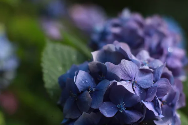 Krásné Kvetoucí Hortenzie Květina Fialová Modrá — Stock fotografie