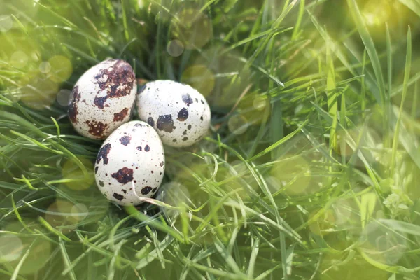 Huevos Hierba Comida Ecológica Vida Silvestre Para Pascua Espacio Abierto — Foto de Stock