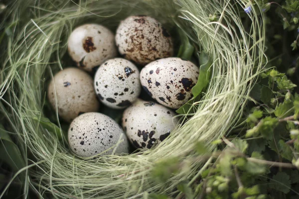 Huevos Nido Protección Descendencia Comida Ecológica Vida Silvestre Para Pascua — Foto de Stock