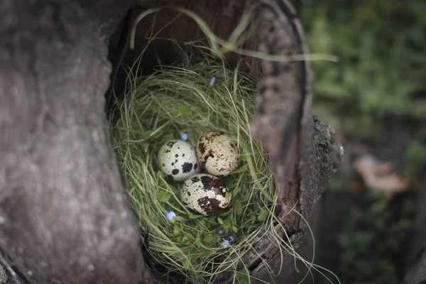 Huevos Nido Protección Descendencia Comida Ecológica Vida Silvestre Para Pascua — Foto de Stock