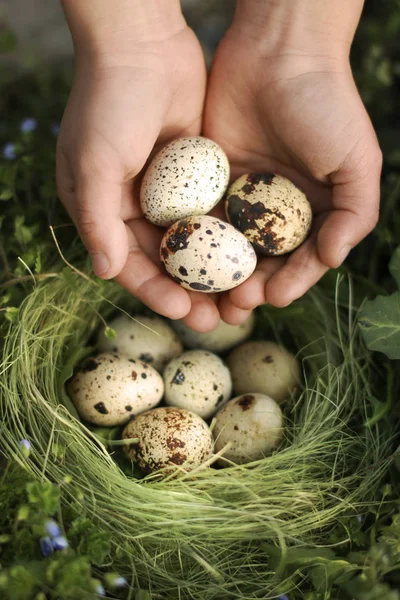Eggs in the hands. Greenpeace nature protection. Protection of offspring. Organic food.  Wildlife. For Easter