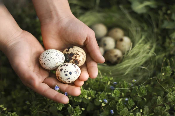 Eggs in the hands. Greenpeace nature protection. Protection of offspring. Organic food.  Wildlife. For Easter