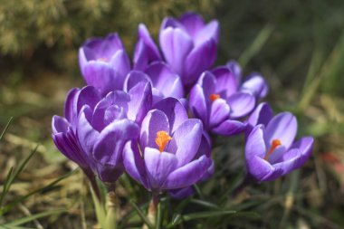 Mor kuskus. İlk bahar çiçekleri. Crocus (safran) çok yıllık bir soğanlı bitkidir. C. sativus Whitwell inci, leylak çekirdeği ile koyu mor.