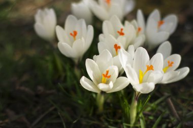 Tabaklar beyazdır. İlk bahar çiçekleri. Crocus (safran) çok yıllık bir soğanlı bitkidir. C. sativus